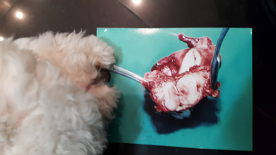 Pieza masticada por perro